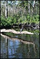St Johns River 2007-025.JPG