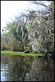 St Johns River 2007-026.JPG
