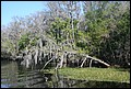 St Johns River 2007-028.JPG