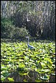 St Johns River 2007-031.JPG