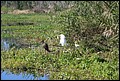 St Johns River 2007-033.JPG