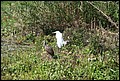 St Johns River 2007-034.JPG