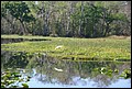 St Johns River 2007-035.JPG
