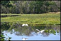 St Johns River 2007-036.JPG