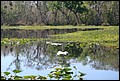 St Johns River 2007-037.JPG
