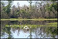 St Johns River 2007-038.JPG