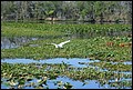 St Johns River 2007-039.JPG