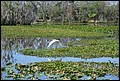 St Johns River 2007-040.JPG