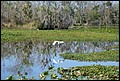 St Johns River 2007-041.JPG