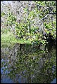 St Johns River 2007-044.JPG