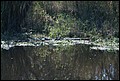 St Johns River 2007-045.JPG
