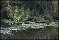 St Johns River 2007-046.JPG