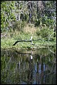 St Johns River 2007-047.JPG