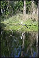 St Johns River 2007-049.JPG