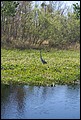 St Johns River 2007-051.JPG