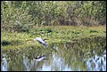 St Johns River 2007-053.JPG