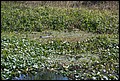 St Johns River 2007-056.JPG
