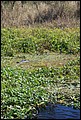 St Johns River 2007-057.JPG