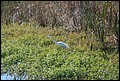 St Johns River 2007-061.JPG