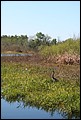 St Johns River 2007-063.JPG