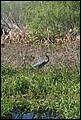 St Johns River 2007-064.JPG