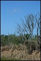 St Johns River 2007-067.JPG