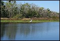 St Johns River 2007-069.JPG