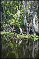 St Johns River 2007-070.JPG