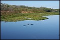 St Johns River 2007-072.JPG