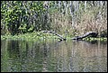 St Johns River 2007-074.JPG