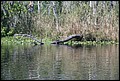 St Johns River 2007-075.JPG
