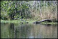St Johns River 2007-076.JPG