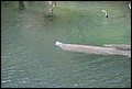 St Johns River 2007-092.JPG