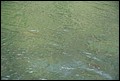 St Johns River 2007-094.JPG