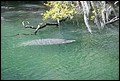 St Johns River 2007-095.JPG