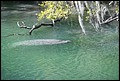 St Johns River 2007-096.JPG