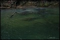 St Johns River 2007-099.JPG