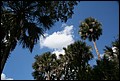 St Johns River 2007-103.JPG