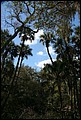 St Johns River 2007-106.JPG