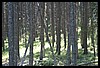 Wainford Reunion - Glacier 267.jpg