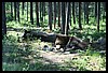 Wainford Reunion - Glacier 287.jpg
