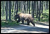 Wainford Reunion - Glacier 300.jpg
