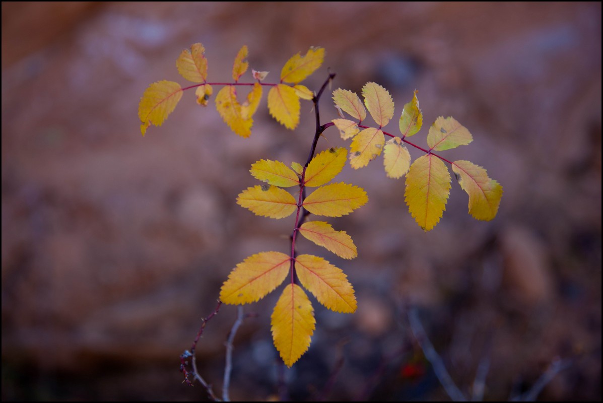 Thanksgiving-Grand-Junction-2011-0025.jpg