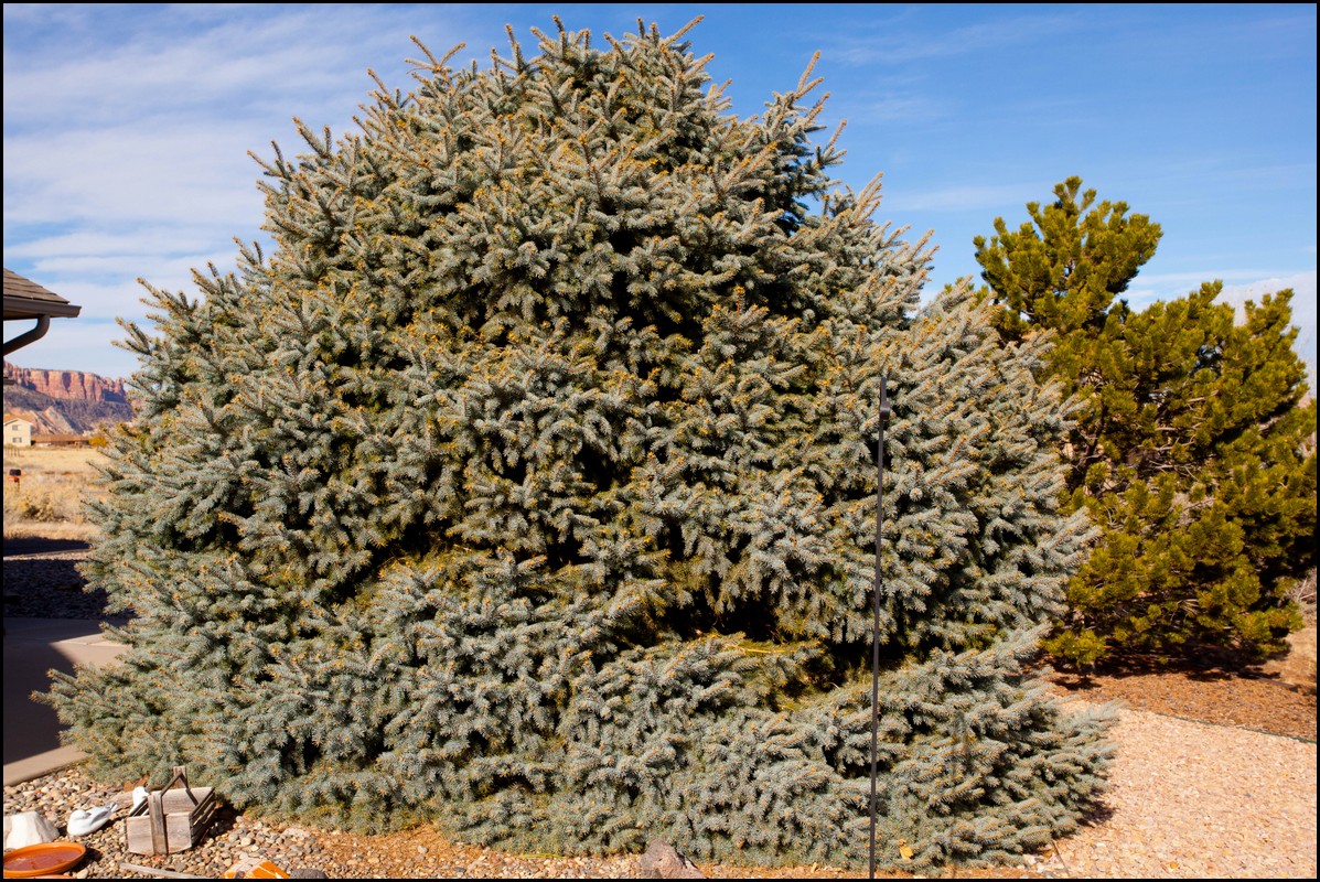 Thanksgiving-Grand-Junction-2011-0113.jpg