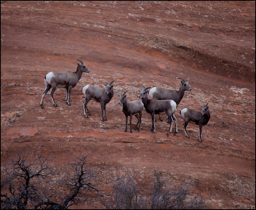Thanksgiving-Grand-Junction-2011-0128.jpg