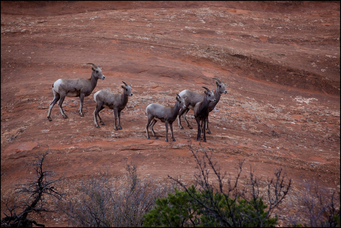 Thanksgiving-Grand-Junction-2011-0130.jpg
