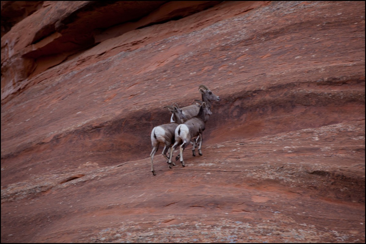 Thanksgiving-Grand-Junction-2011-0131.jpg