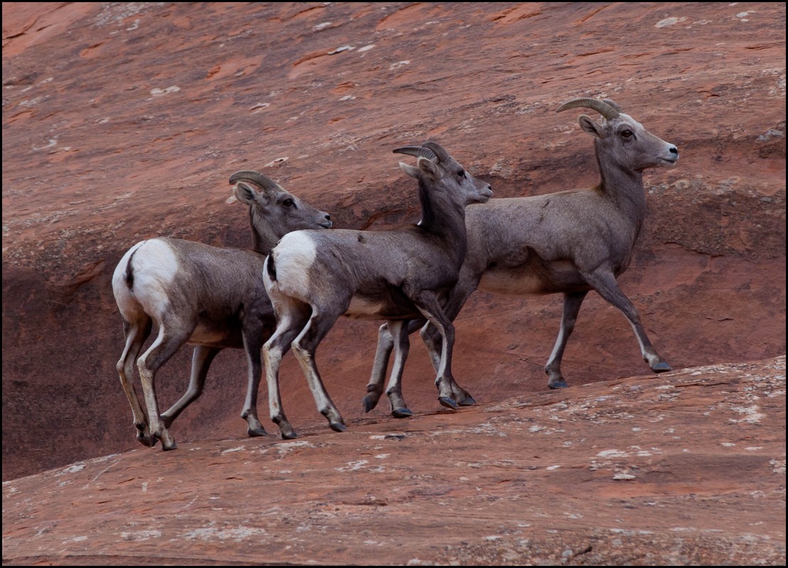 Thanksgiving-Grand-Junction-2011-0132.jpg