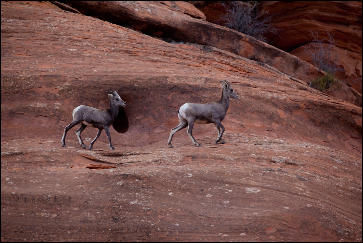 Thanksgiving-Grand-Junction-2011-0133.jpg