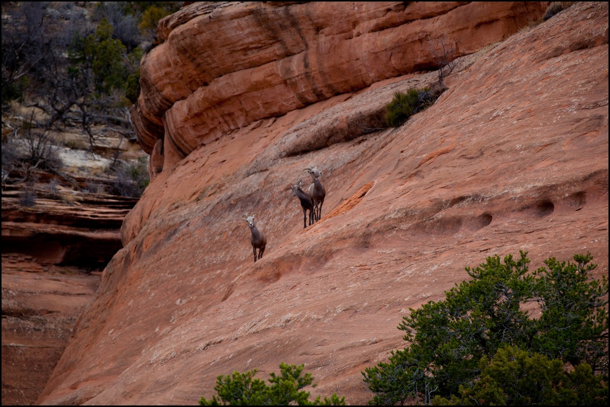 Thanksgiving-Grand-Junction-2011-0136.jpg